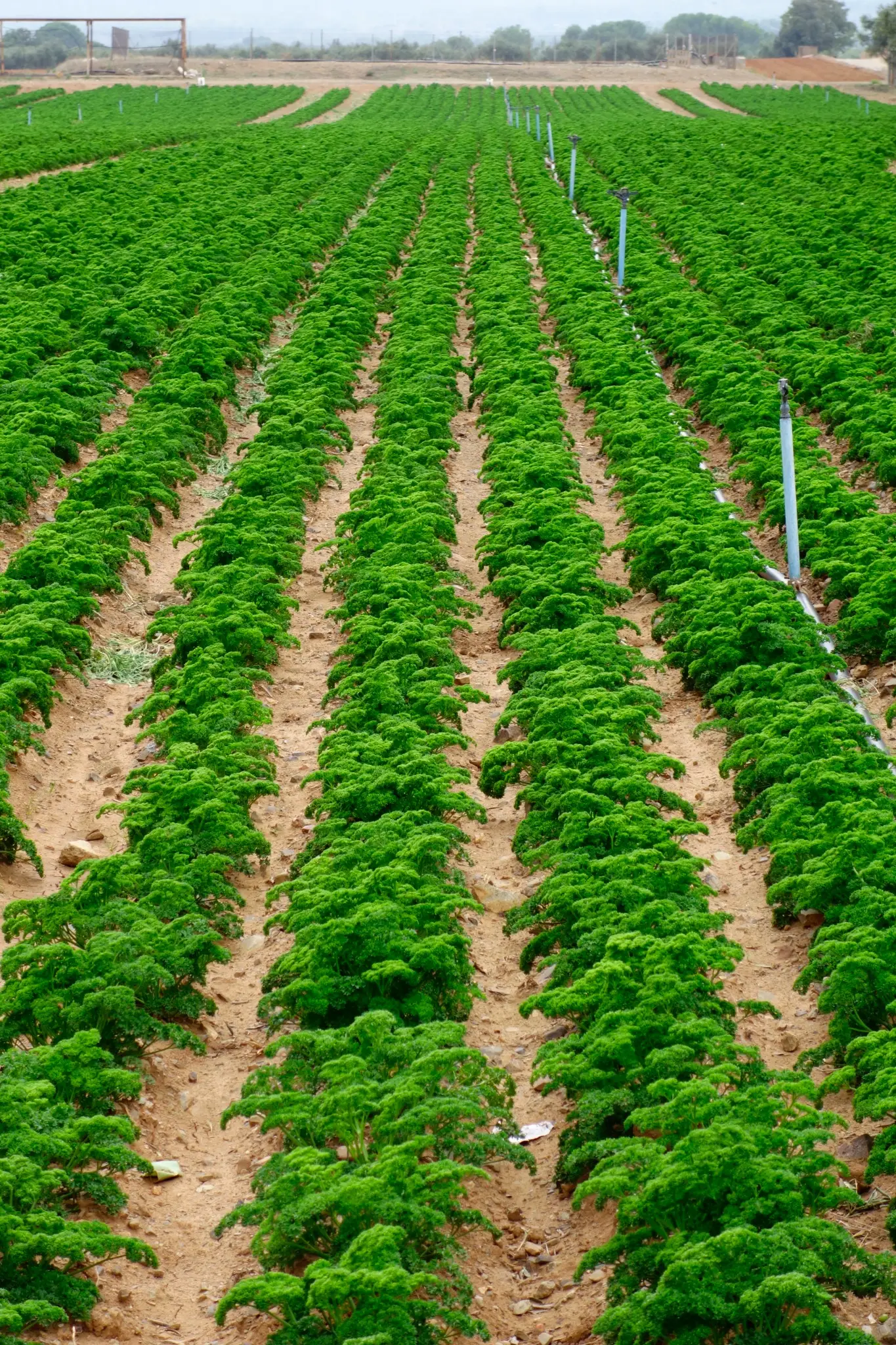 Rows of green carrot plants growing on farmland with visible irrigation sprinkler pipes