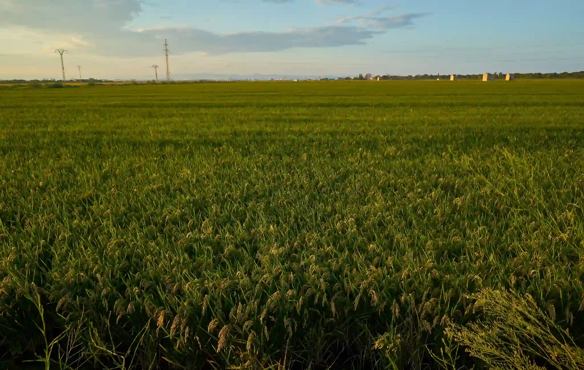 A wide fair field with green crops growing under a warm sunset sky