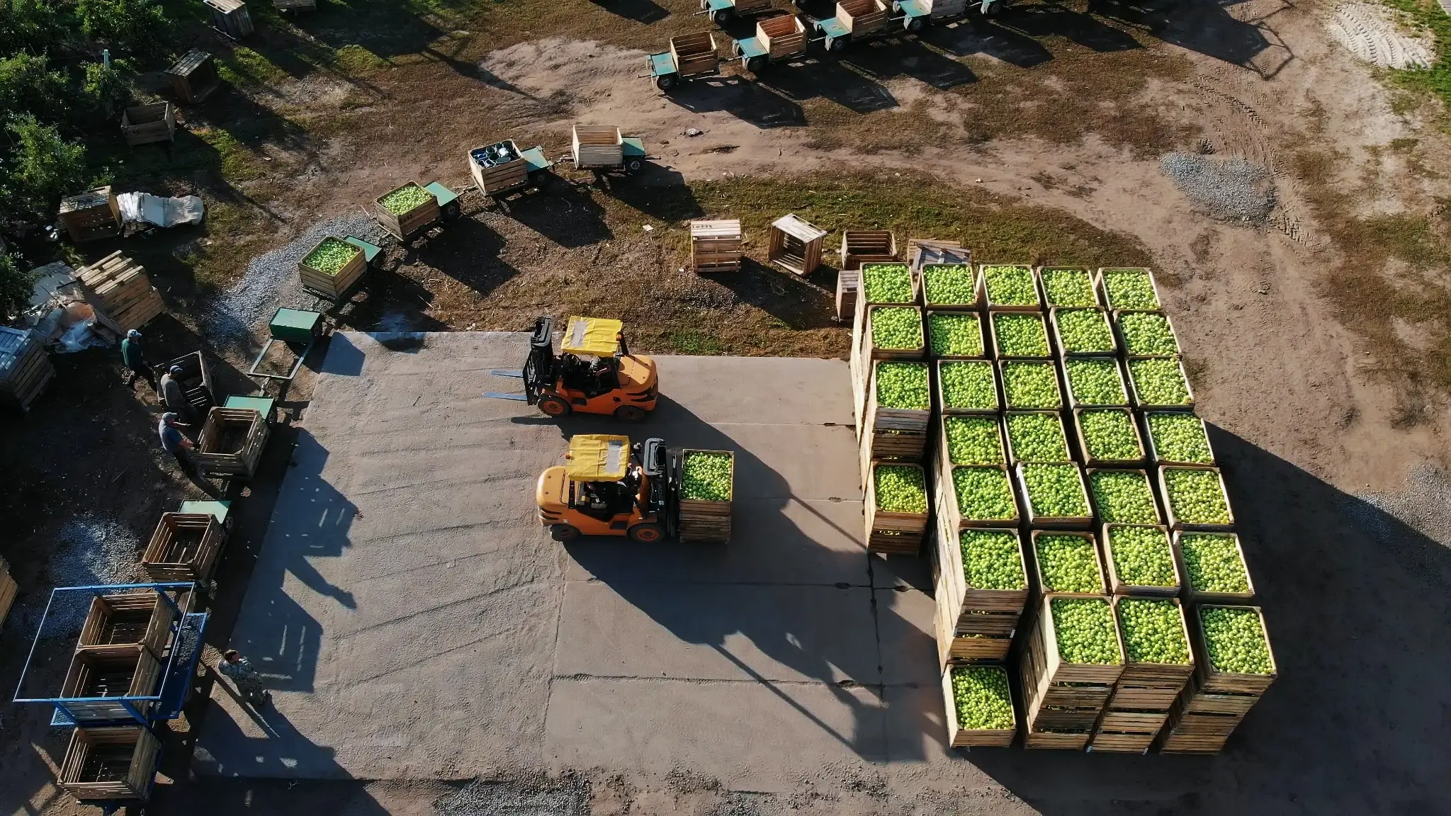 Aerial view of forklifts transporting large wooden crates filled with harvested apples on a farm
