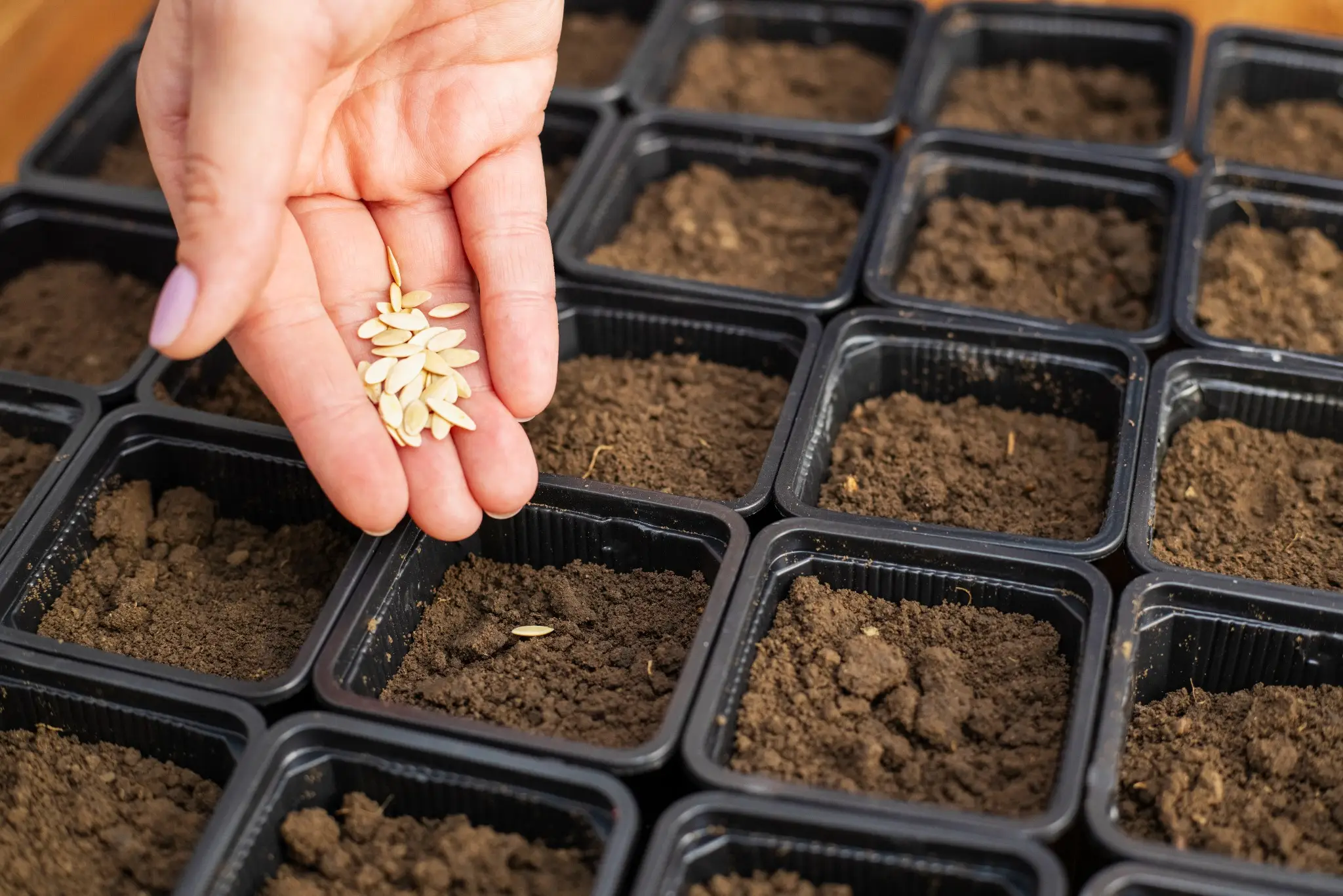 A hand holding small seeds over soil-filled trays during seed sowing preparation